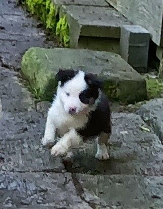 Australian Shepherd Welpen mit blauen Augen
