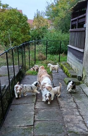 Australian Shepherd Welpen mit blauen Augen