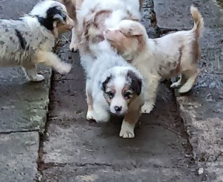 Australian Shepherd Welpen mit blauen Augen