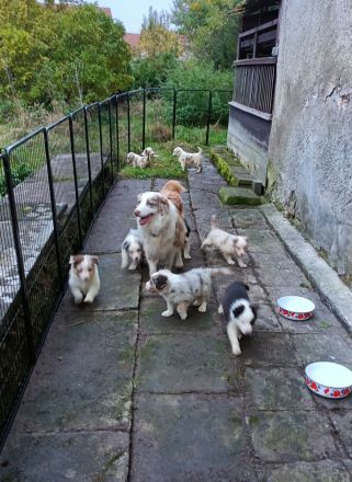 Australian Shepherd Welpen mit blauen Augen