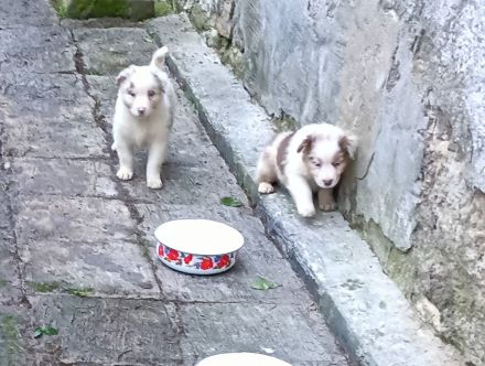Australian Shepherd Welpen mit blauen Augen