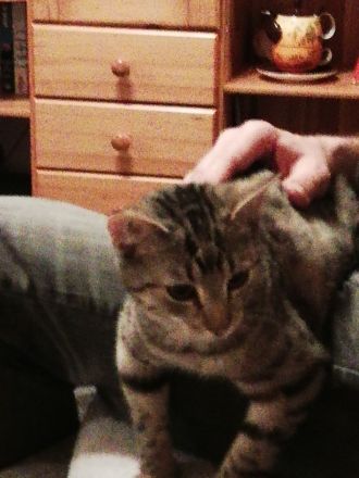 Suche kleinen Katzenjungen Kitten