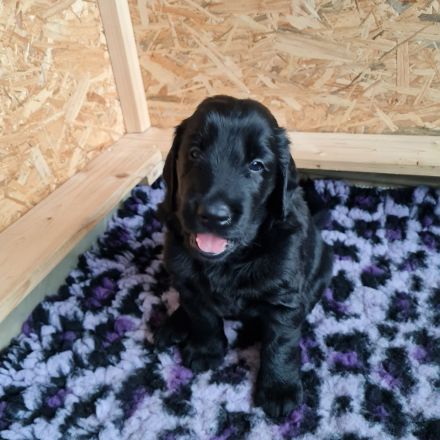 Wurferwartung Flat- Coated Retriever 11/2025