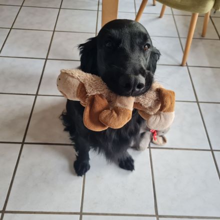 Wurferwartung Flat- Coated Retriever 11/2025