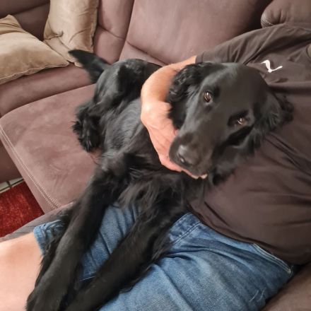 Wurferwartung Flat- Coated Retriever 11/2025