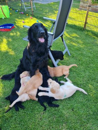 Wurferwartung Flat- Coated Retriever 11/2025