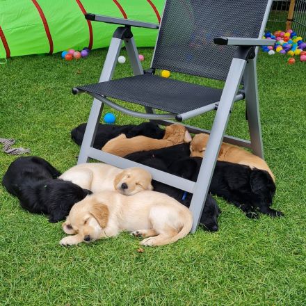 Wurferwartung Flat- Coated Retriever 11/2025