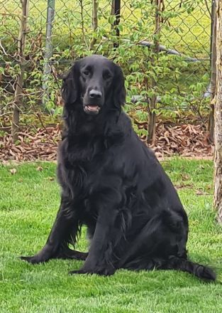 Wurferwartung Flat- Coated Retriever 11/2025