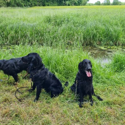 Wurferwartung Flat- Coated Retriever 11/2025