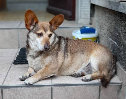 Villa Bunterhund, Hundepension mit Familienanschluss