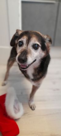 Villa Bunterhund, Hundepension mit Familienanschluss