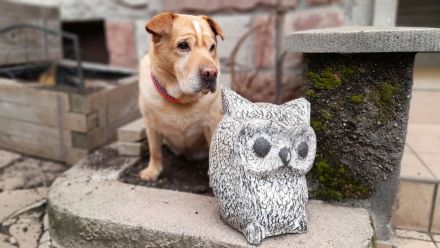 Villa Bunterhund, Hundepension mit Familienanschluss