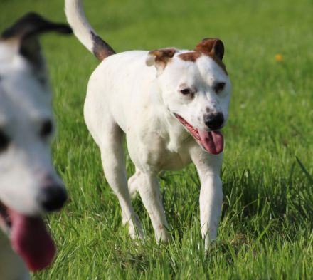 Villa Bunterhund, Hundepension mit Familienanschluss