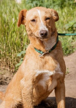 Ludwig, anfangs sehr schüchtern