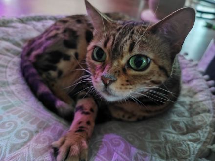 Bengaldame sucht liebevolles zu Hause