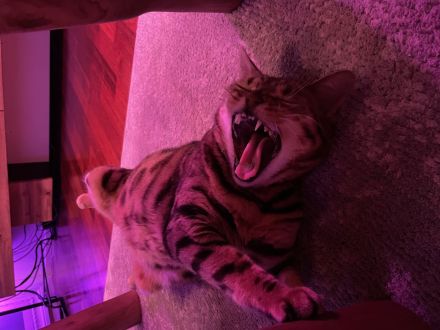 Bengaldame sucht liebevolles zu Hause