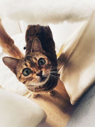 Bengaldame sucht liebevolles zu Hause