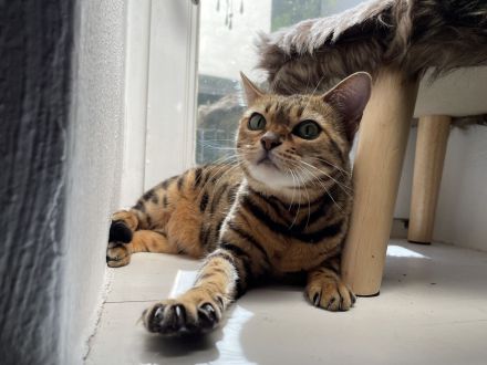 Bengaldame sucht liebevolles zu Hause