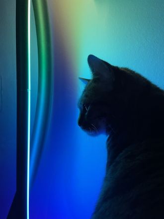 Bengaldame sucht liebevolles zu Hause