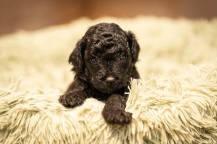 Reinrassige Kleinpudel Welpen in Silbergrau