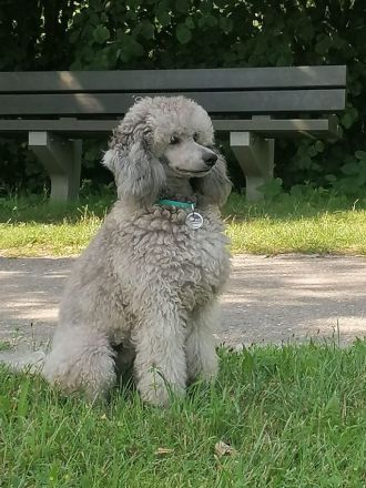 Reinrassige Kleinpudel Welpen in Silbergrau