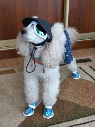 Reinrassige Kleinpudel Welpen in Silbergrau