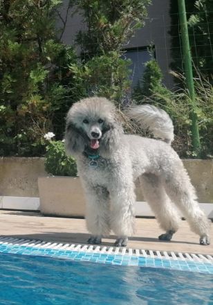 Reinrassige Kleinpudel Welpen in Silbergrau