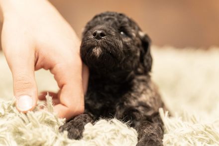 Reinrassige Kleinpudel Welpen in Silbergrau