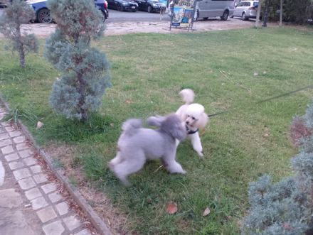 Reinrassige Kleinpudel Welpen in Silbergrau