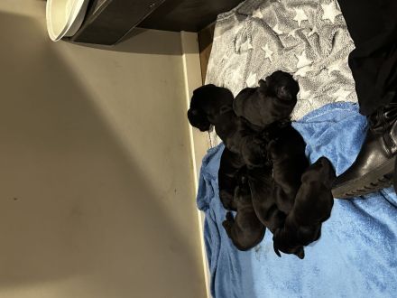 Cane Corso Welpen ab 12.12 abzugeben.