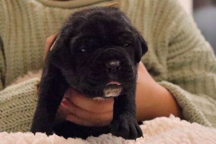 Cane Corso Welpen ab 12.12 abzugeben.