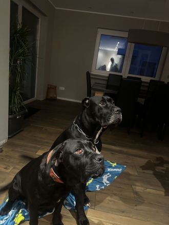 Cane Corso Welpen ab 12.12 abzugeben.