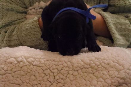 Cane Corso Welpen ab 12.12 abzugeben.