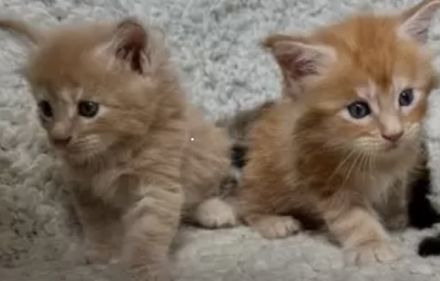 Katzenbabys abzugeben