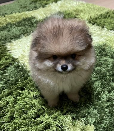 Zwergspitz Welpe mit Ahnentafel