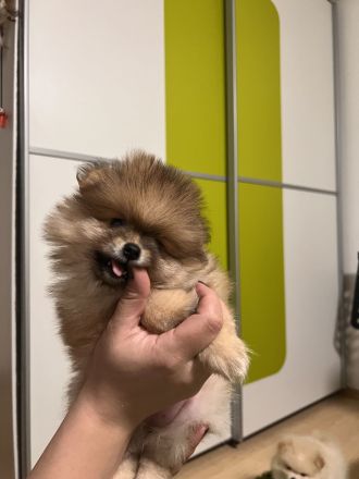 Zwergspitz Welpe mit Ahnentafel