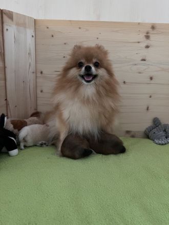 Zwergspitz Welpe mit Ahnentafel