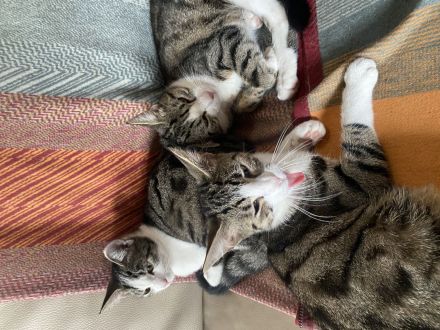 Katzenkinder suchen neues Zuhause