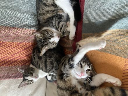 Katzenkinder suchen neues Zuhause