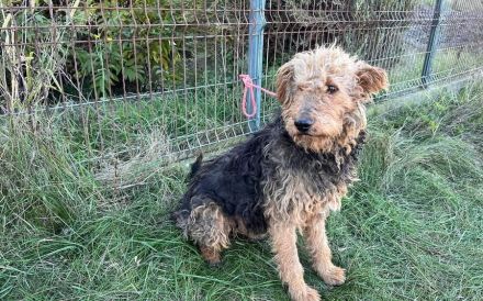 Schmusebär Emil sucht ein Wohlfühlzuhause!