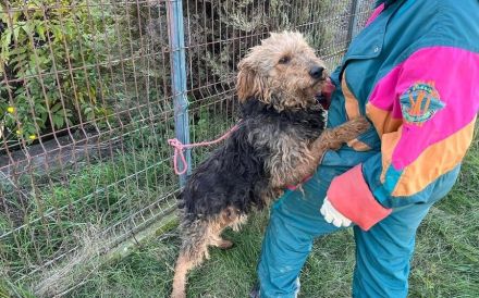 Schmusebär Emil sucht ein Wohlfühlzuhause!