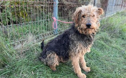 Schmusebär Emil sucht ein Wohlfühlzuhause!