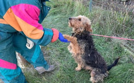 Schmusebär Emil sucht ein Wohlfühlzuhause!