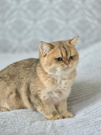 BKH Kitten mit Stammbaum