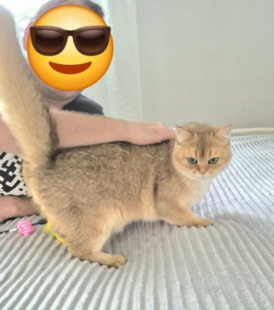 BKH Kitten mit Stammbaum