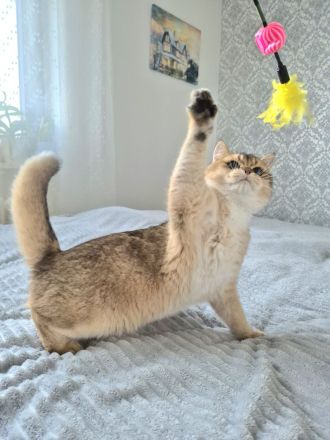 BKH Kitten mit Stammbaum