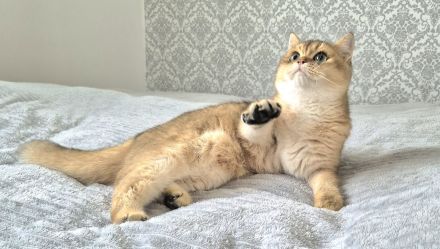 BKH Kitten mit Stammbaum