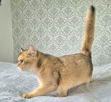 BKH Kitten mit Stammbaum