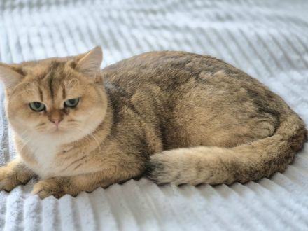 BKH Kitten mit Stammbaum