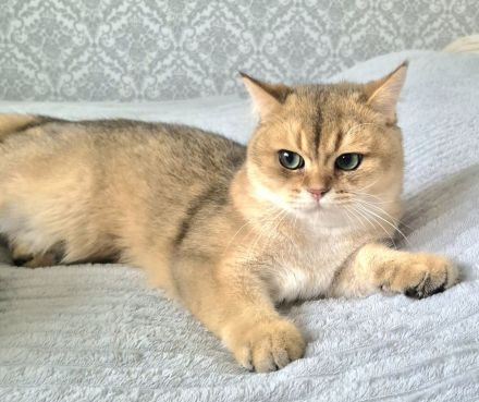 BKH Kitten mit Stammbaum